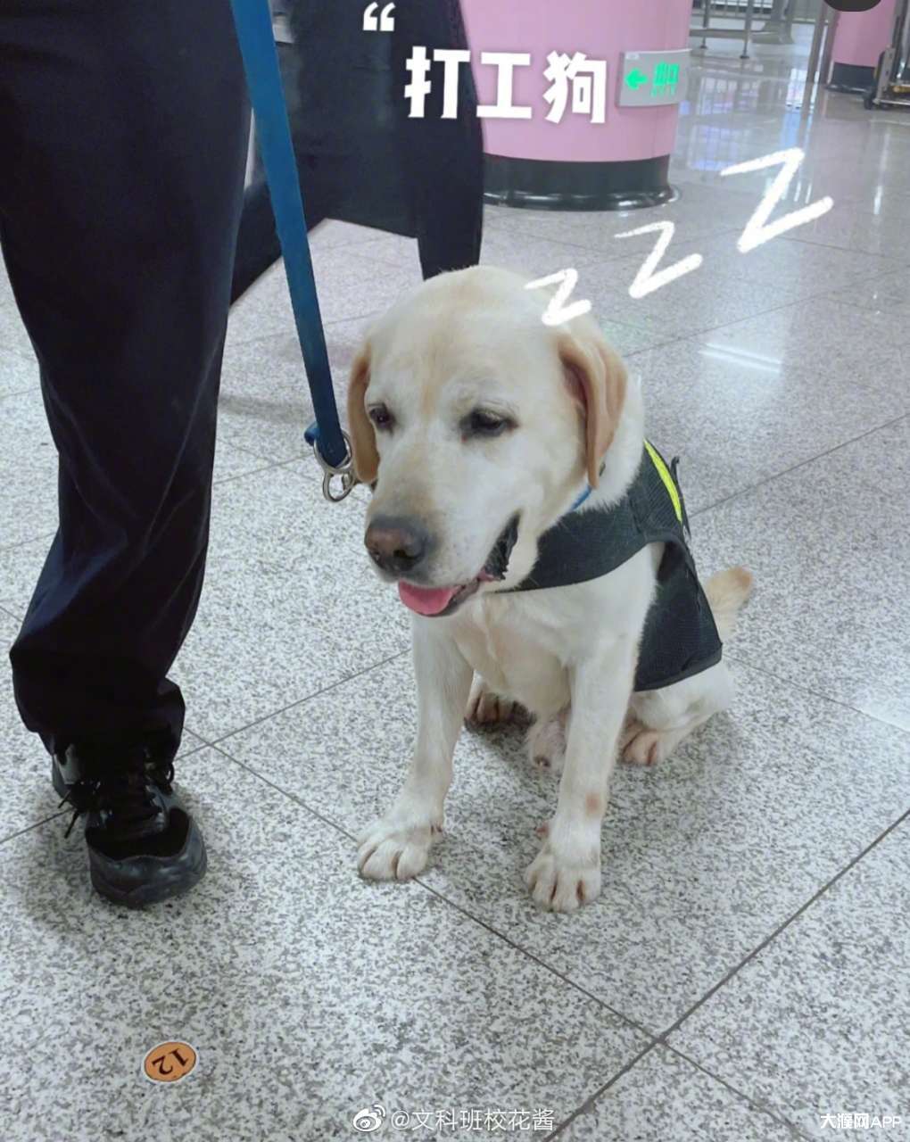 加油!打工人!#好可爱的打工狗啊