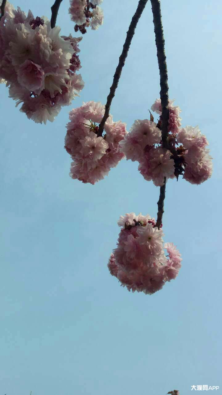 來自彩虹雨的大濮圈