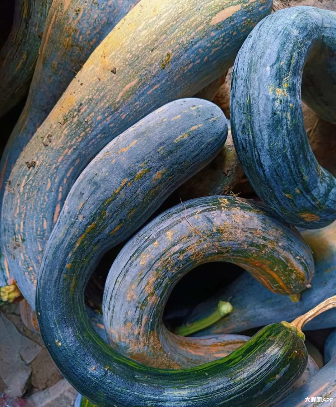 今年雨水比较大,南瓜都没长成形.
