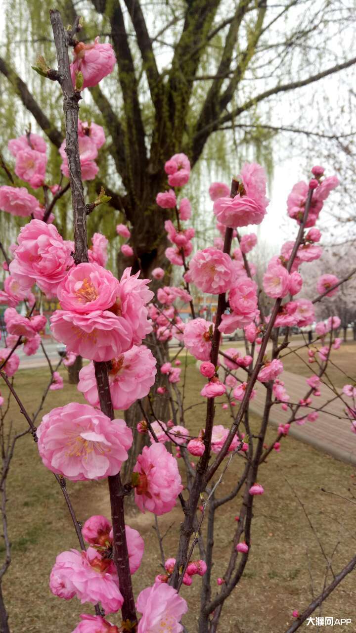 來自彩虹雨的大濮圈